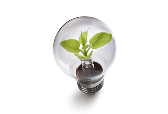 plant growing in lightbulb